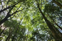 樹海モーニングツアー