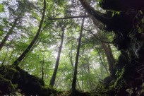 樹海モーニングツアー