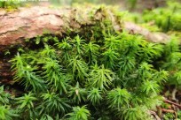 樹海モーニングツアー