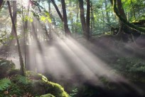 樹海モーニングツアー