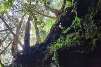 樹海モーニングツアー