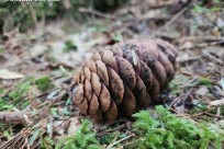 樹海モーニングツアー