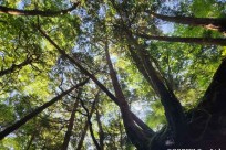 樹海モーニングツアー