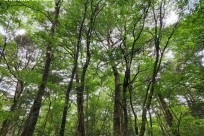 樹海モーニングツアー