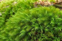 樹海モーニングツアー