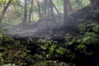 樹海モーニングツアー