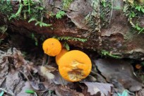 樹海モーニングツアー