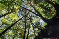 樹海モーニングツアー