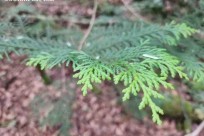 樹海モーニングツアー