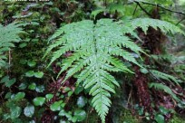 樹海モーニングツアー