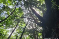 樹海モーニングツアー