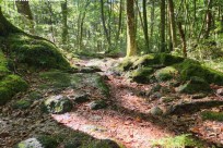 樹海モーニングツアー