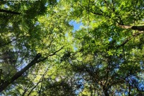 樹海モーニングツアー