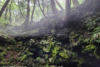 樹海モーニングツアー