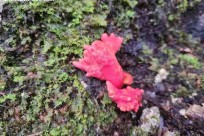 樹海モーニングツアー