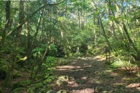 樹海モーニングツアー