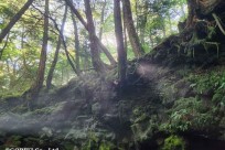 樹海モーニングツアー