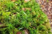 樹海モーニングツアー