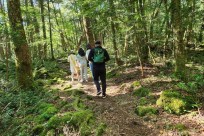 樹海モーニングツアー