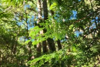 樹海モーニングツアー
