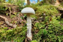 樹海モーニングツアー