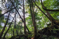 樹海モーニングツアー