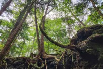 樹海モーニングツアー