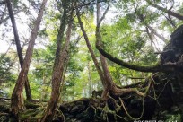 星のや富士様「樹海溶岩ハイキング」