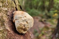 星のや富士様「樹海ハイキング」