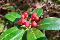 星のや富士様「樹海ハイキング」