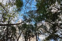 樹海モーニングツアー