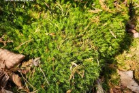 樹海モーニングツアー