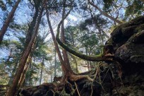 樹海モーニングツアー