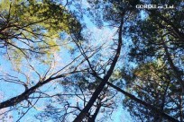 星のや富士様　「樹海溶岩ハイキング」