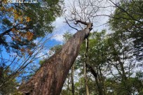 星のや富士様　「樹海溶岩ハイキング」
