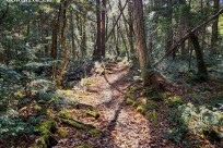樹海モーニングツアー