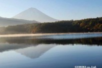 樹海モーニングツアー