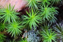 樹海モーニングツアー