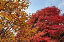 樹海モーニングツアー