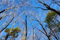 樹海モーニングツアー
