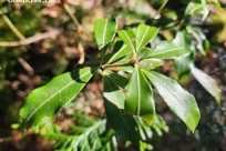 樹海モーニングツアー