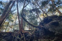 樹海モーニングツアー