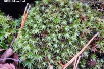 星のや富士様　「樹海溶岩ハイキング」