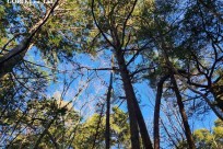 星のや富士様　「樹海溶岩ハイキング」