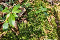 樹海モーニングツアー