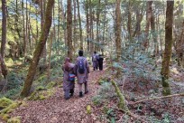 樹海モーニングツアー