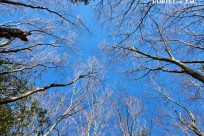 樹海モーニングツアー