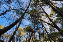 星のや富士様　「樹海溶岩ハイキング」