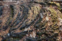 星のや富士様　「樹海溶岩ハイキング」
