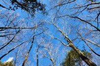 星のや富士様　「樹海溶岩ハイキング」